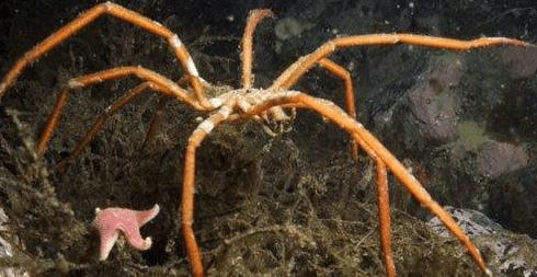 原创恐怖的巨型海蜘蛛至今已有几十人被吃
