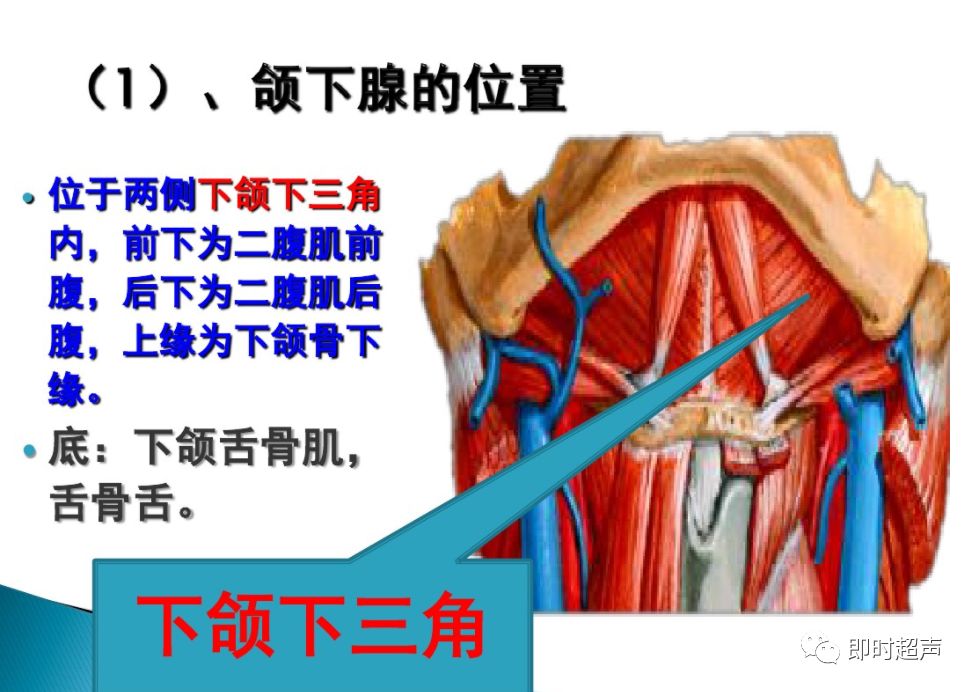 颌下腺位置图片 部位图片