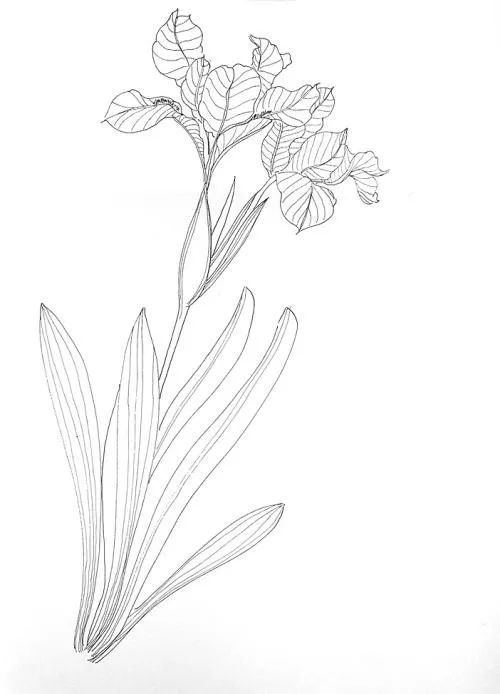 21天速写小能手挑战计划第二周小学阶段