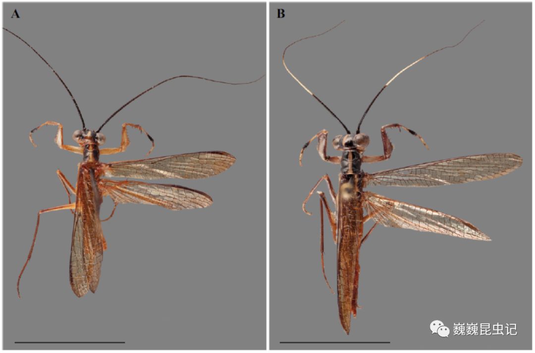 虫研捷报有模有样的蜂科学家发现一种新的拟蜂螳螂