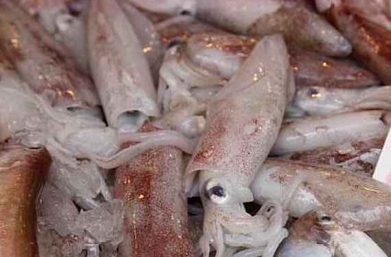 它叫"柔鱼",只在浅海活动,沿海渔民捕获晒干后能卖120元一斤