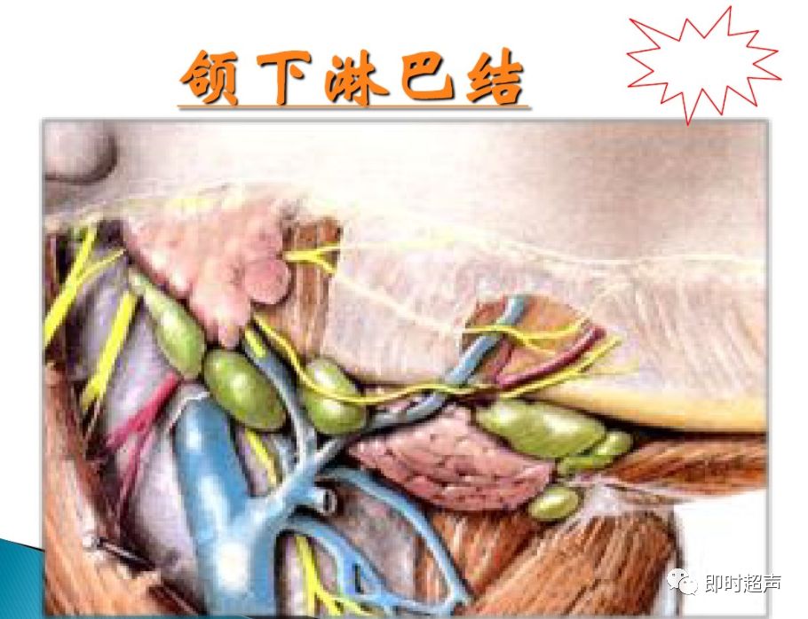 颌下腺导管解剖图片图片
