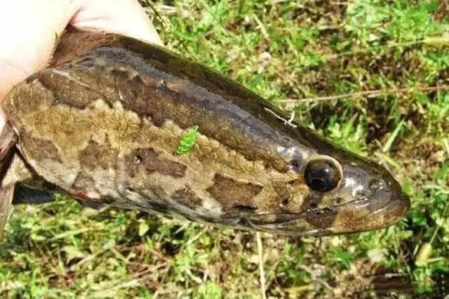 尖头细眼铁嘴钢牙说它是淡水中的霸王毫不为过