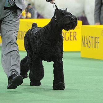 13,蘭波格犬蘭波格犬可以長到31.5英寸高,170磅重.