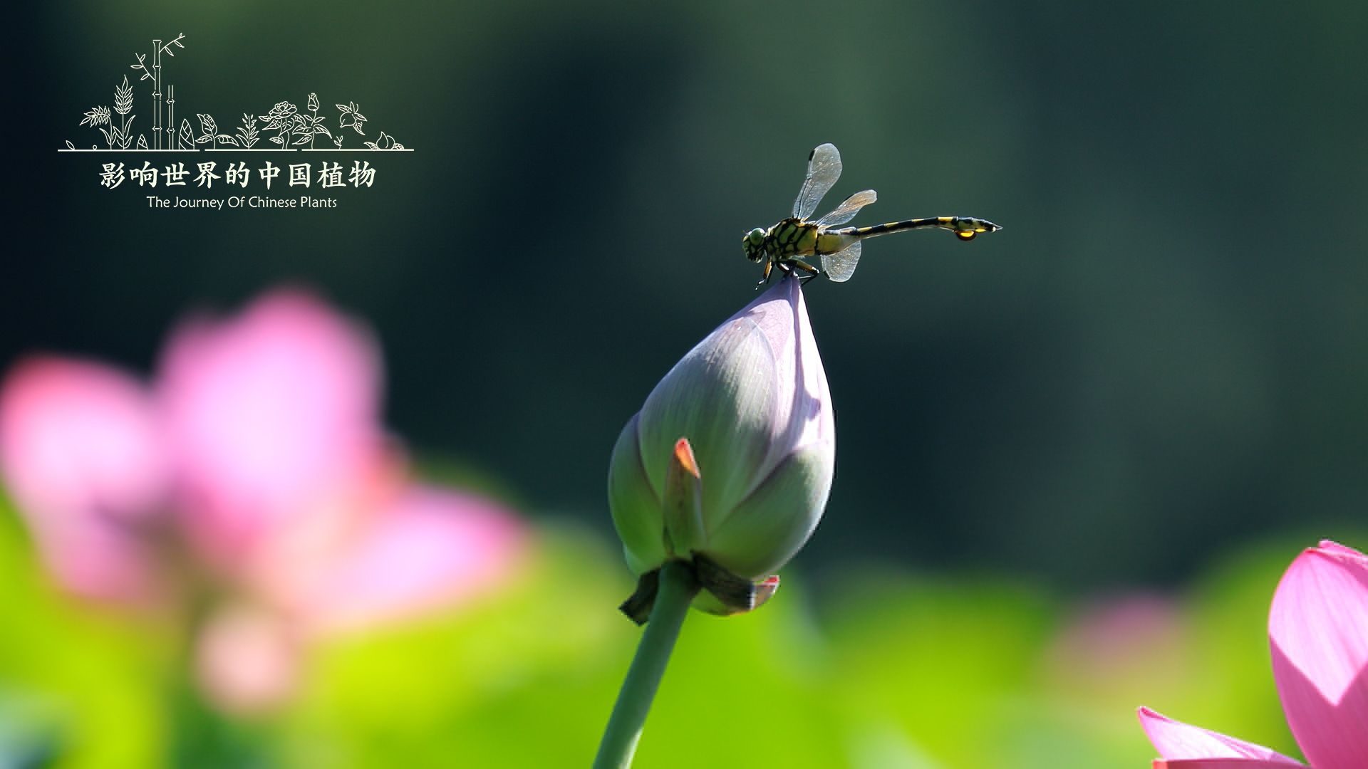 《影响世界的中国植物》美到让你重新认识大自然 豆瓣8.9