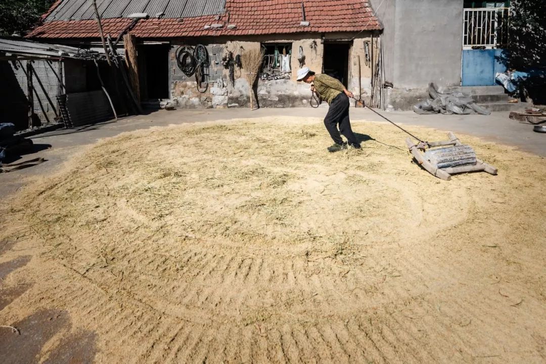打场碾谷的女人.打场.打场的俏媳妇.打场的老人.
