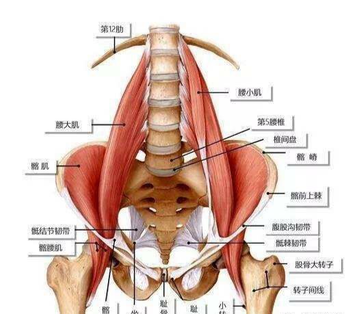 一,骨盆上的肌肉有哪些?