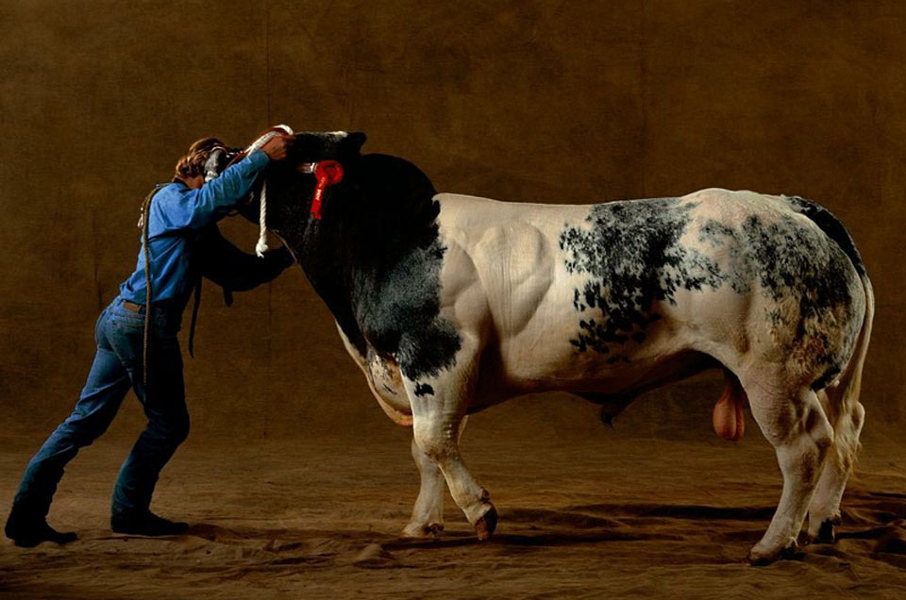 由于兰白花牛体型大,生长快,瘦肉率高及肉质好,适应性广泛和性情温顺