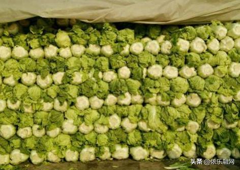 大白菜的贮藏方法