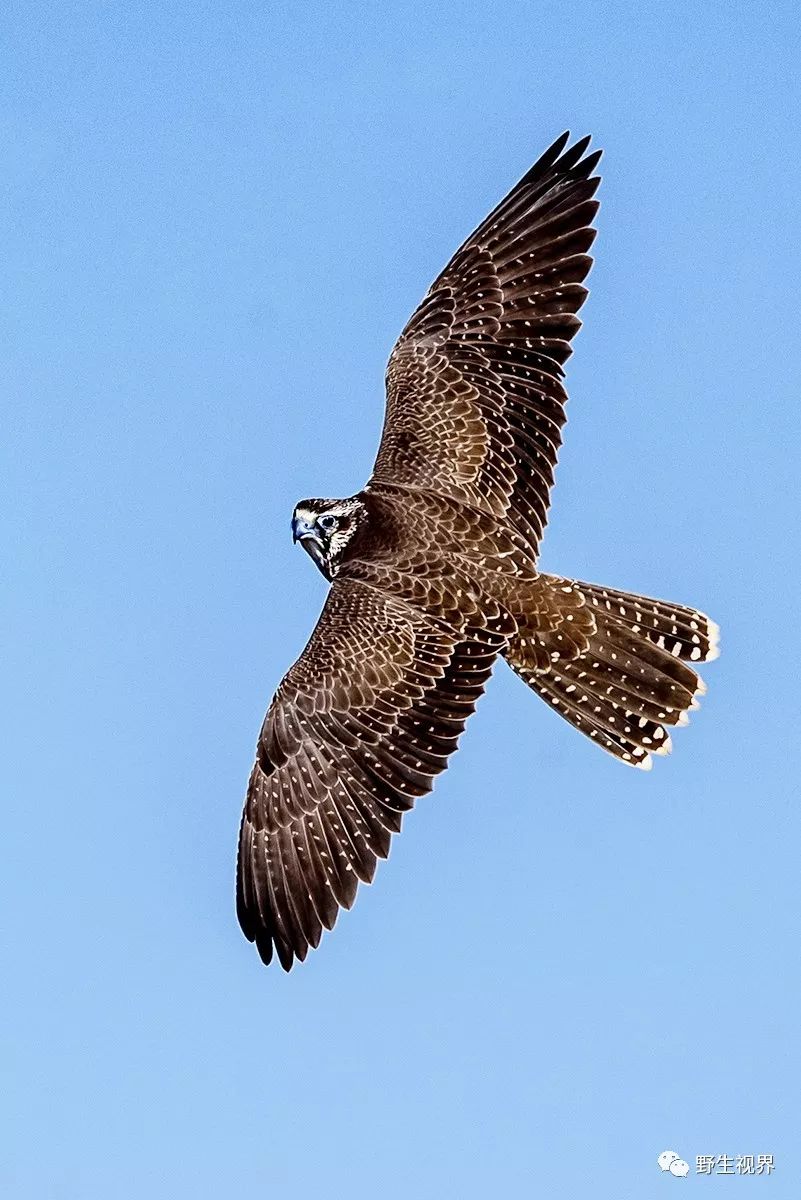 灰背隼金雕雪鸮黄爪隼红隼黑冠鹃隼黒耳鸢灰脸鵟鹰白尾鹞短耳鸮大 