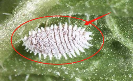 饶平海关截获检疫性有害生物新菠萝灰粉蚧!