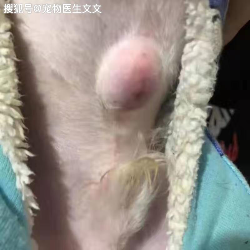 什麼是貓犬臍疝需要做手術嗎