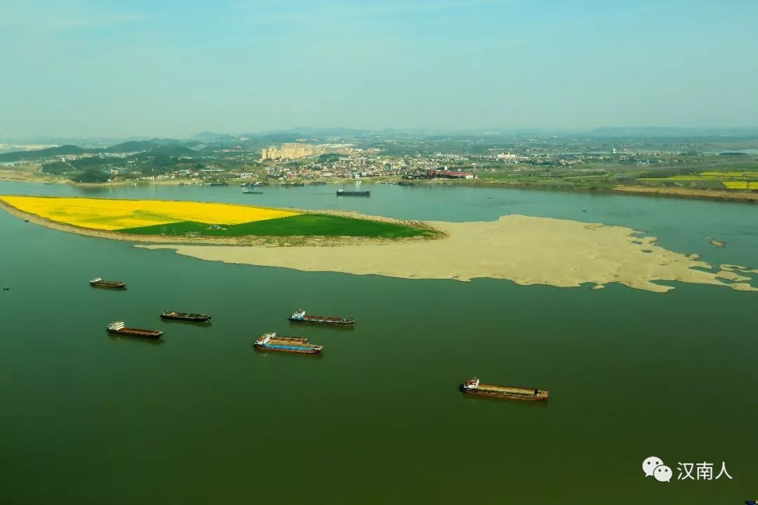 其实,在这两个江心沙洲的上游还有一个江心洲,叫铁板洲,位于江夏金口