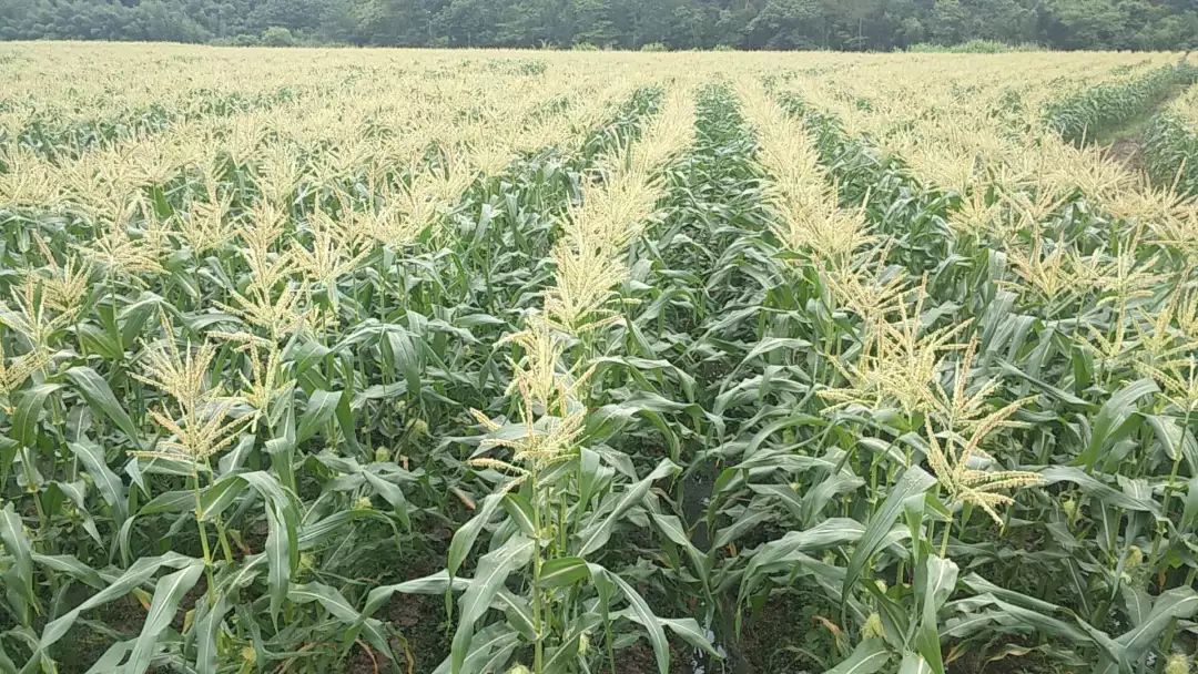 想吃kfc奶香玉米教你在家轻松煮