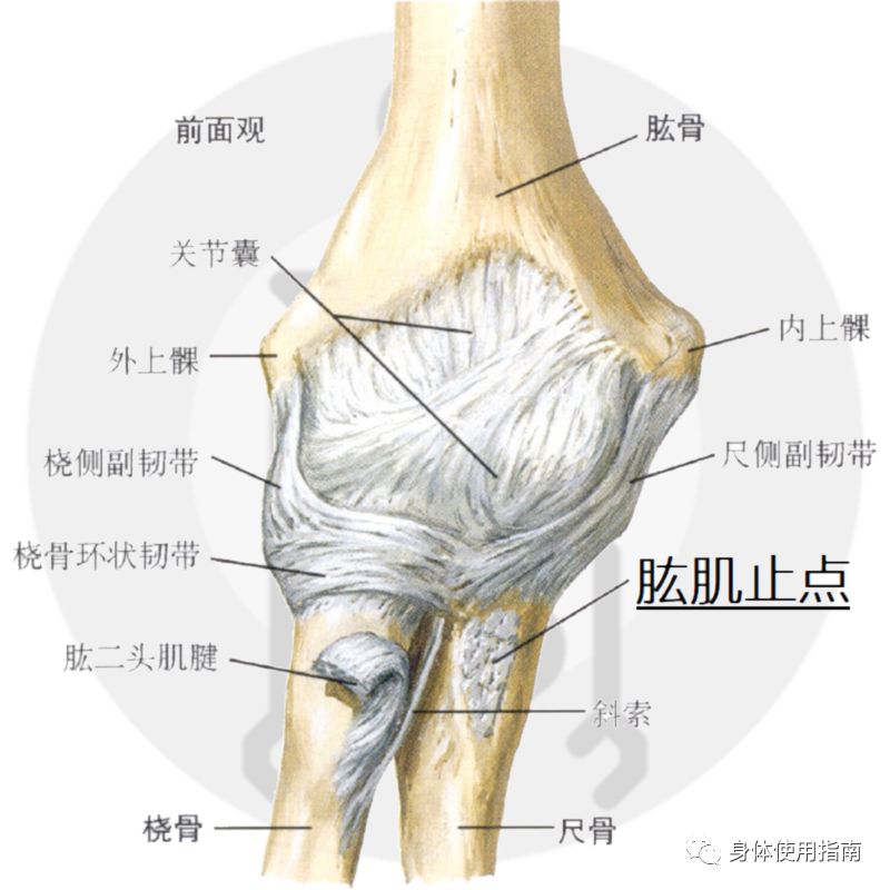 運動解剖學基礎丨身體使用指南_肌肉