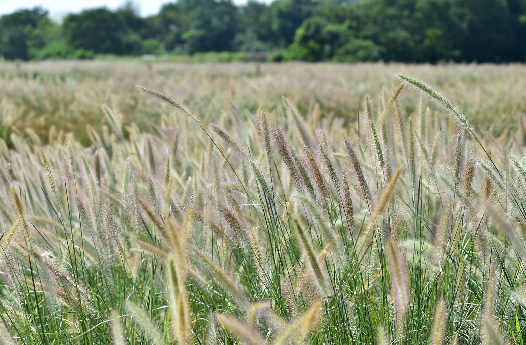 三水北江大堤这片狗尾巴草拍照绝美!_狗尾草
