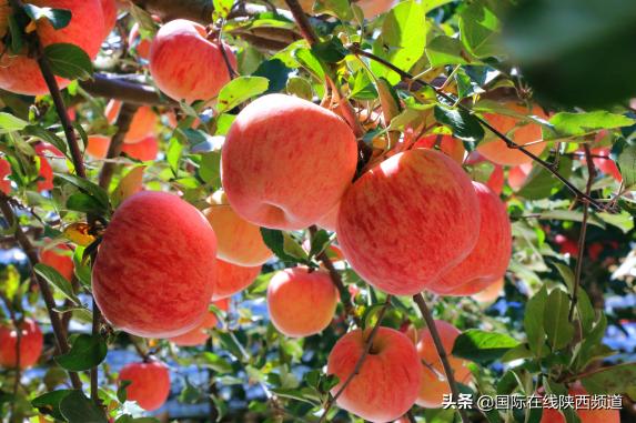 延安市宝塔区麻洞川乡举办第二届农民丰收节暨延安有我一棵亩苹果树