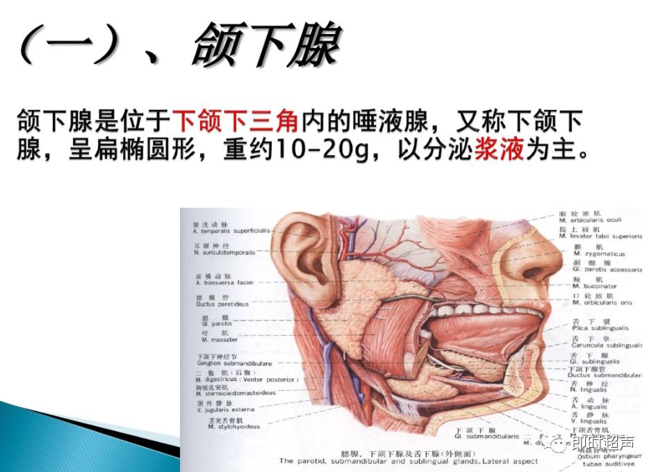 颌下腺解剖及正常超声表现