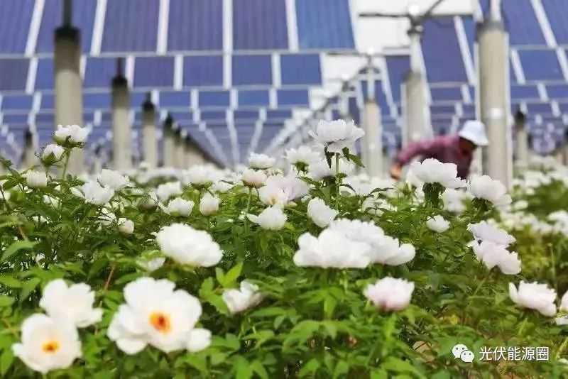 光伏蔬菜建个光伏大棚的话,光伏蘑菇,光伏药材,都不在话下.