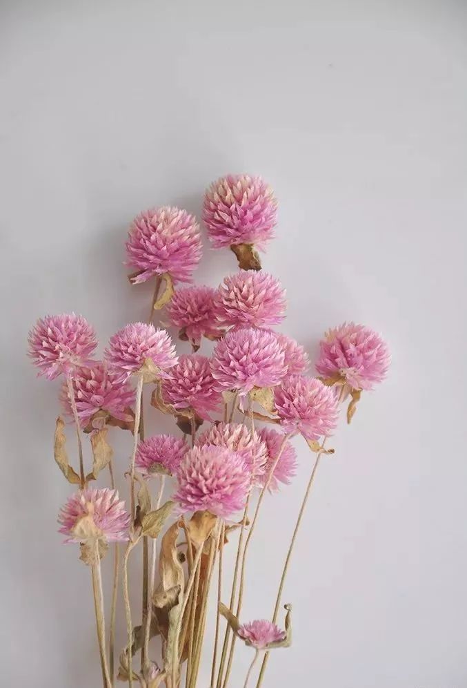 8种适合做干花的切花好看