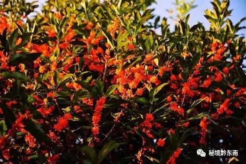 笔耕不缀仍从容,睹始知终有梦.落叶随着风荡,昨夜秋枫染红.西江月.