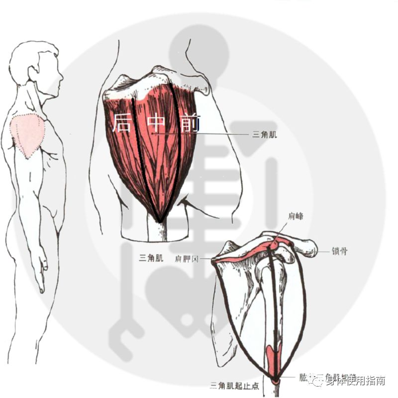 運動解剖學基礎丨身體使用指南_肌肉
