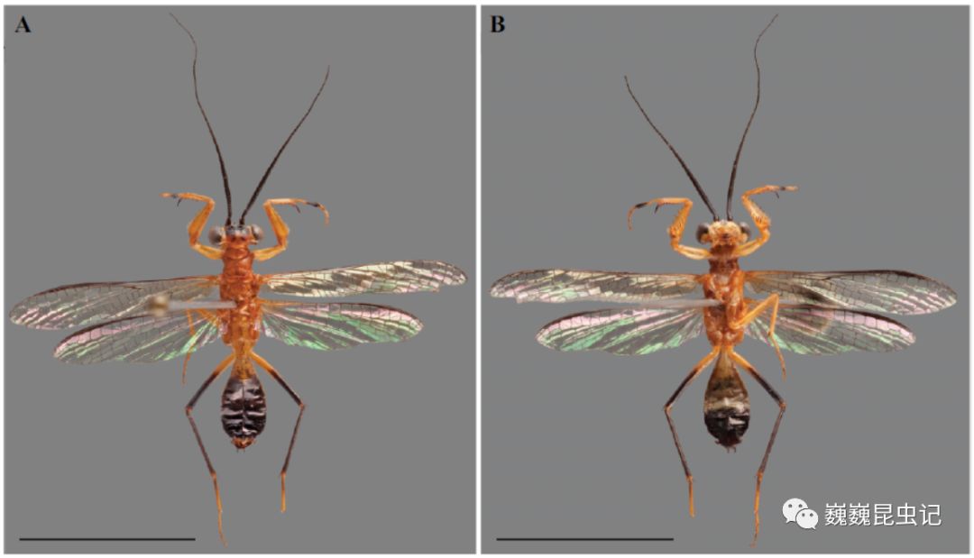 虫研捷报有模有样的蜂科学家发现一种新的拟蜂螳螂