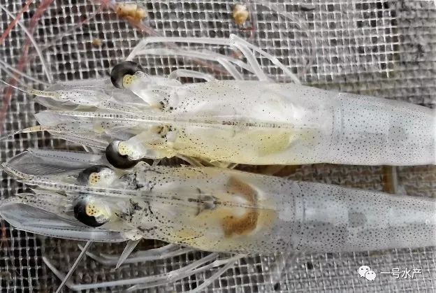 超氧化物歧化酶活性(sod),对南美白对虾对副溶血性弧菌的抗性