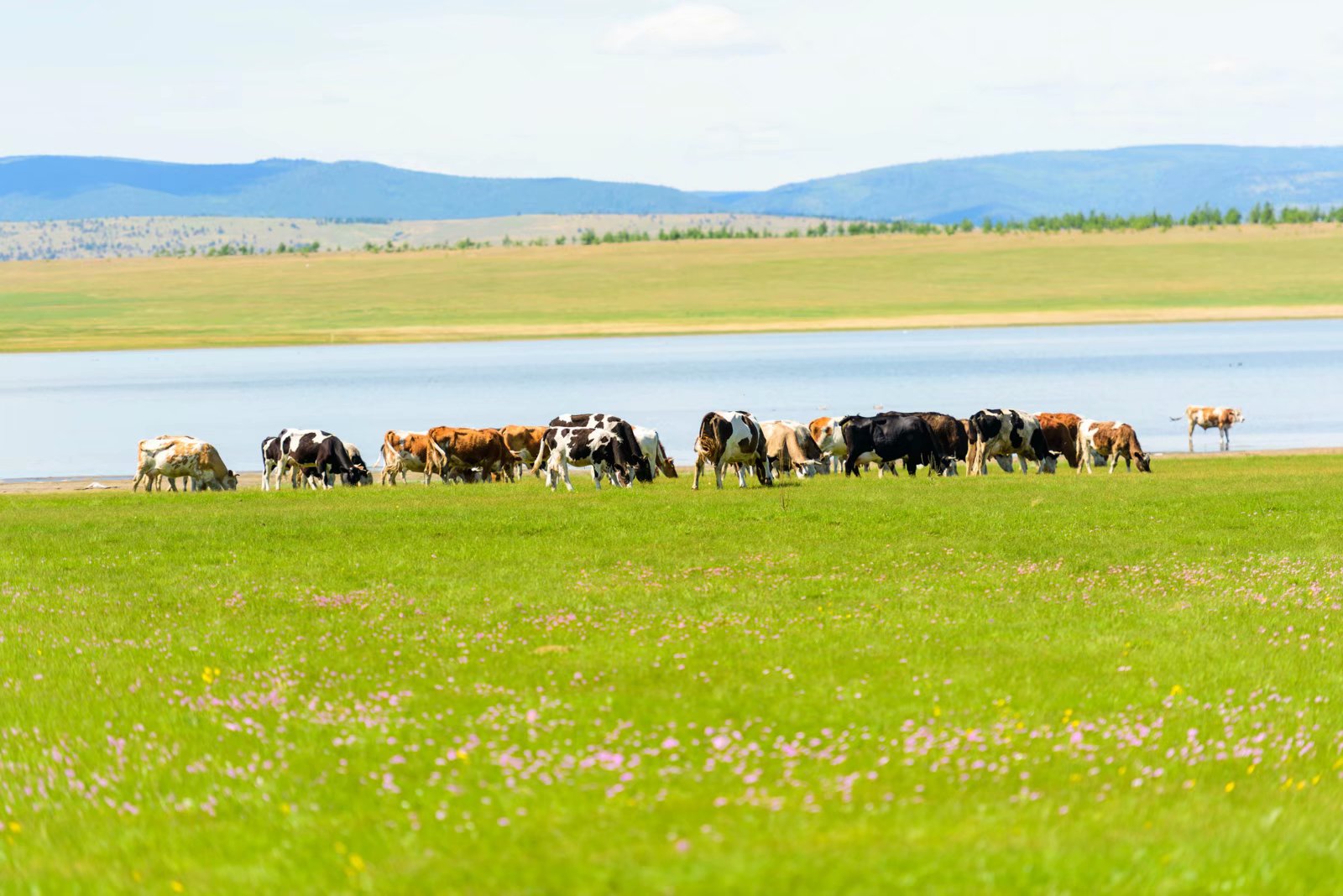 原创俄罗斯旅行误入不知明的小村庄这里风吹草低见牛羊