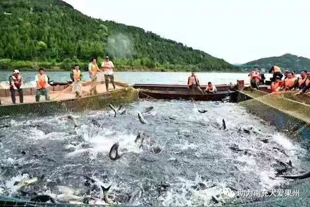 惊喜媒体促销为南部升钟湖有机鱼引来900多万元大单