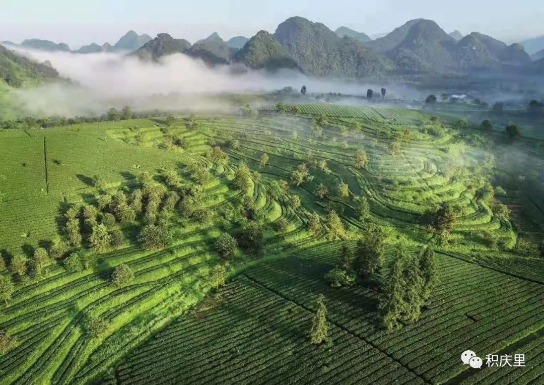 倒计时2天采茶能手将在积庆里红茶谷进行一场精彩对决