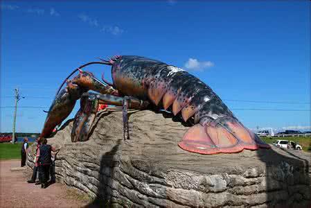 钳子最大的龙虾图片