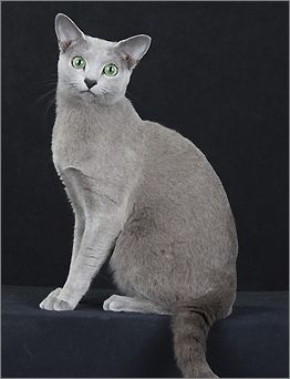 俄罗斯青灰猫图片