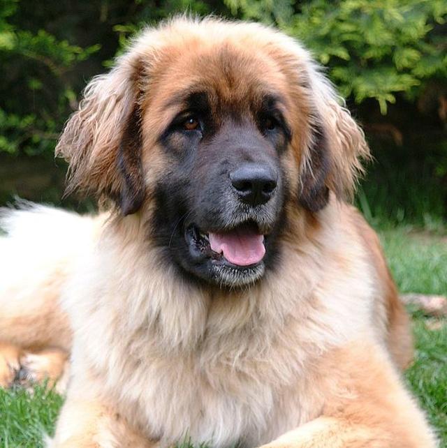 15个世界上最高的狗品种你认识几种