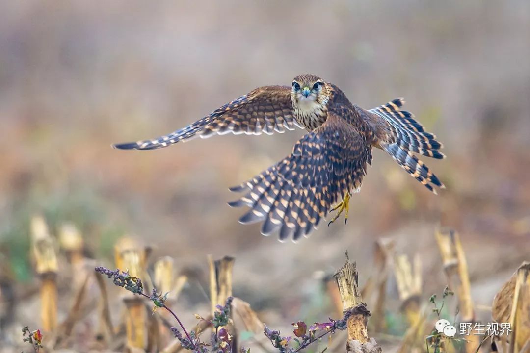 金雕雪鸮黄爪隼红隼黑冠鹃隼黒耳鸢灰脸鵟鹰白尾鹞短耳鸮大鵟草原雕