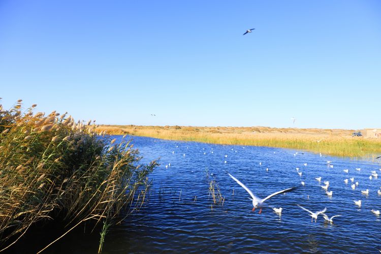 在额济纳旗居延海看日出