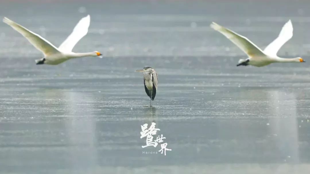 作為首部真實紀錄蒼鷺生活,生存的影片,《鷺世界》也是中國第一部全景