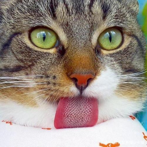 猫咪舌头像砂纸那要是被老虎舔一下会掉一层皮吗