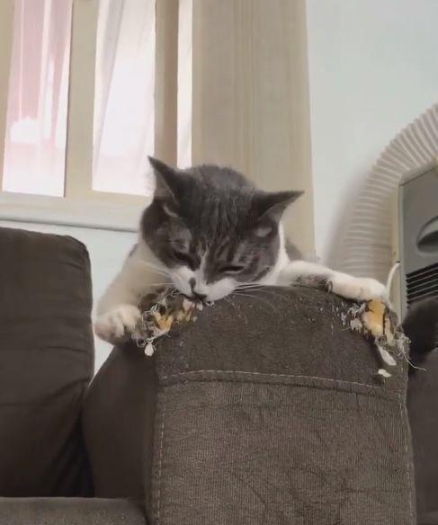 猫咪当着主人的面拆沙发,跟二哈一样,你们还敢养猫吗
