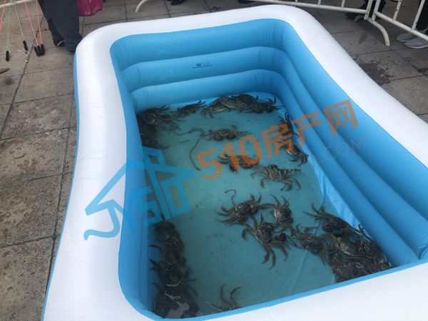 澄央壹号这个楼盘厉害了,送螃蟹 趣味钓蟹,嗨爆金秋