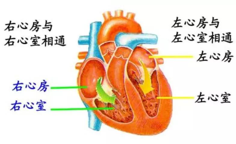 心脏的结构好比是左右两个套间组成的复式套房(没想到我还是有房的人