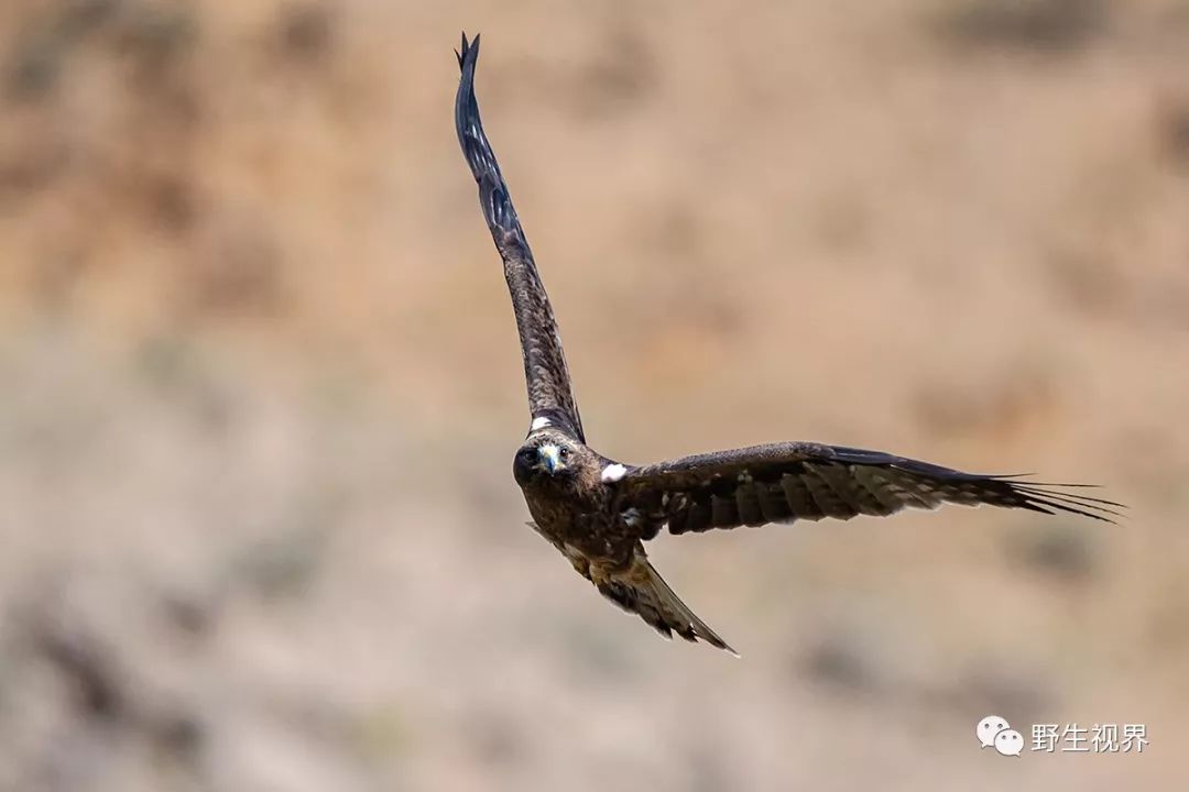 鹊鹞猎隼灰背隼金雕雪鸮黄爪隼红隼黑冠鹃隼黒耳鸢灰脸鵟鹰白尾鹞短耳