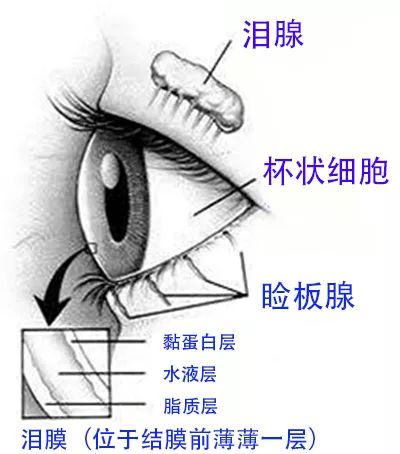它主要由泪腺,副泪腺和结膜杯状细胞分泌.