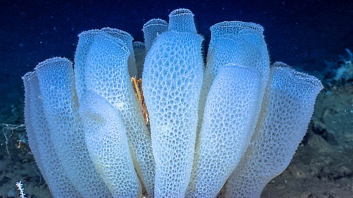 玻璃海绵–超过15,000年海绵真的算作动物吗?是的,他们的确长寿4