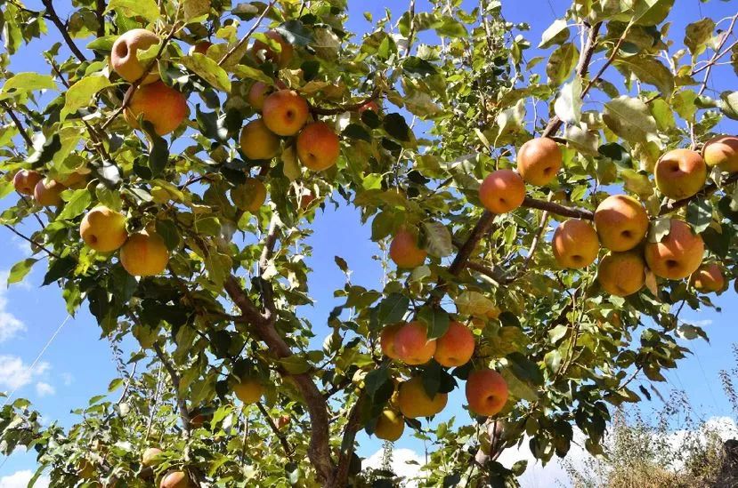 麦地湾梨因最早在云龙县旧州乡麦庄村栽培成功而得名,是云龙县特有的