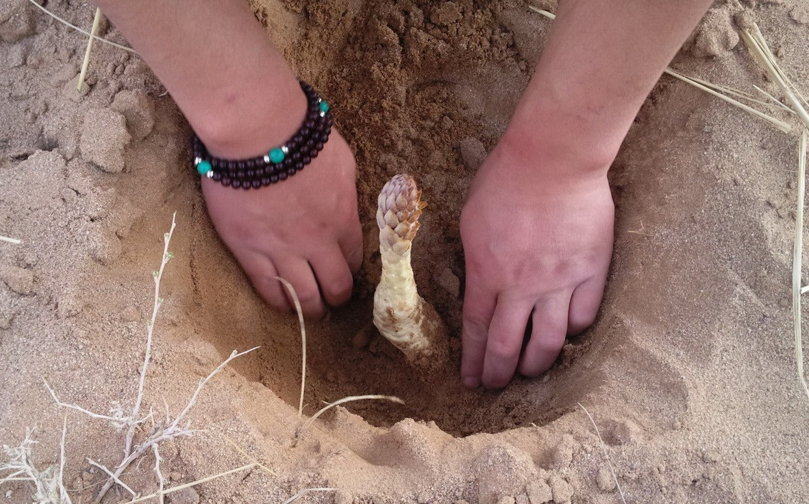 寄生在"梭梭"的根部,靠吸收水分存活,野生现在少见,一斤五百