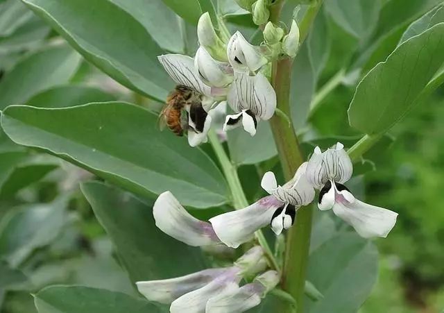 農民種植蠶豆播種後掌握1個技巧種子發芽多產量高