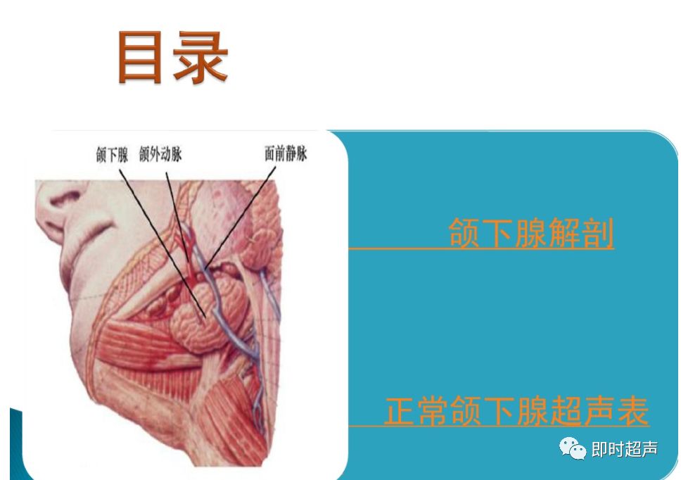 颌下腺有多大图片