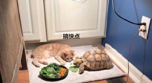 男子偷偷養龜，不料被貓主子發現，推門一看直呼好真實 寵物 第2張