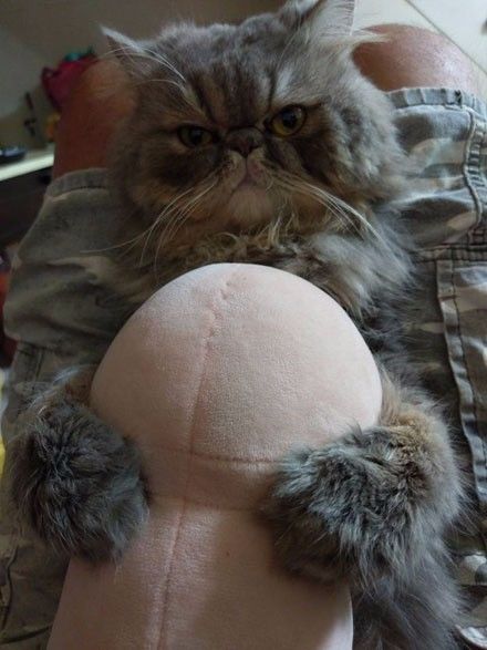 绝育公猫搞大母猫肚子没了蛋蛋还有生育能力